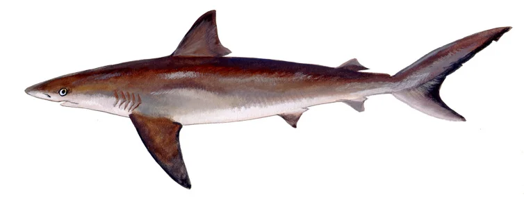 Dusky Shark