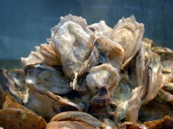 Eastern oyster