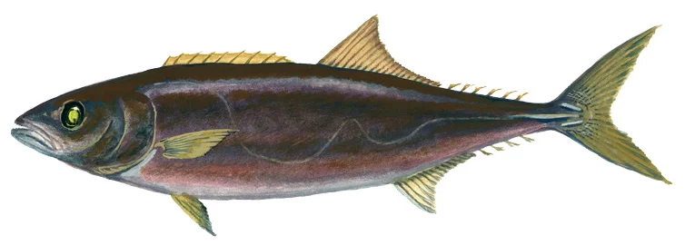 Escolar