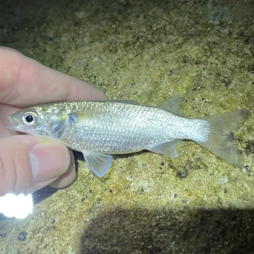 Fantail Mullet