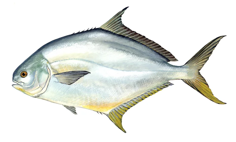 Florida Pompano