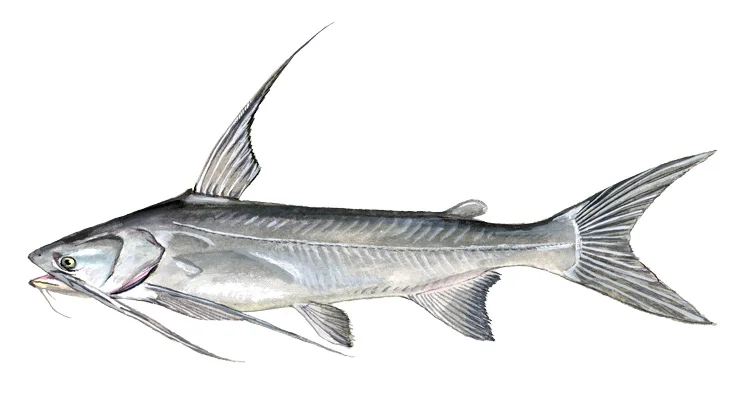 Gafftopsail Catfish