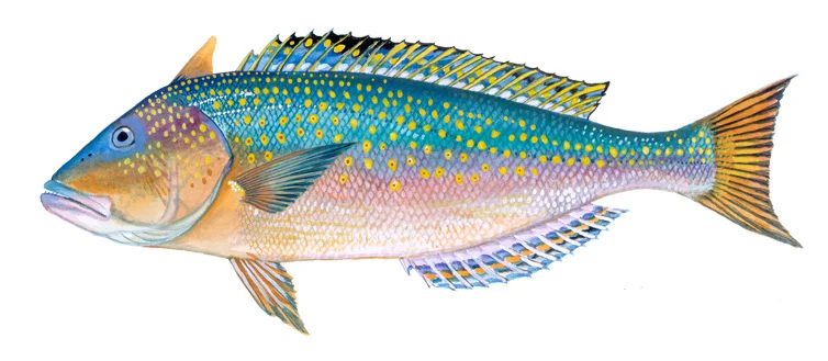Golden Tilefish