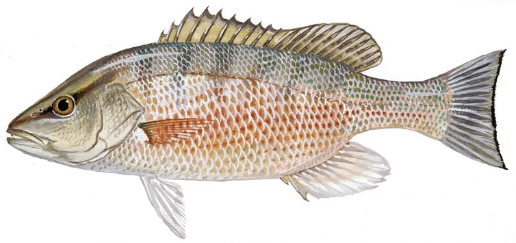 Gray Snapper