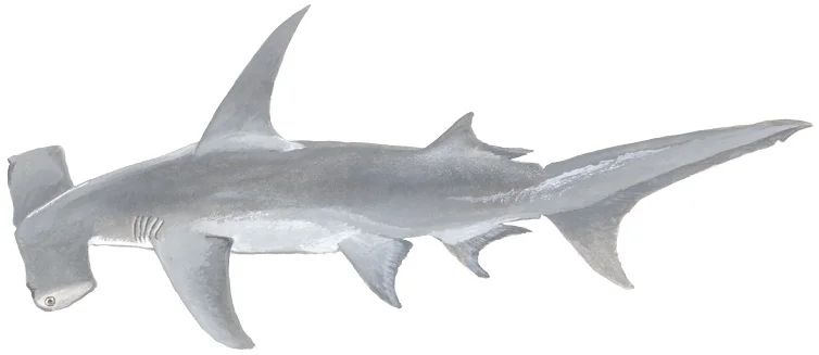 Great Hammerhead Shark