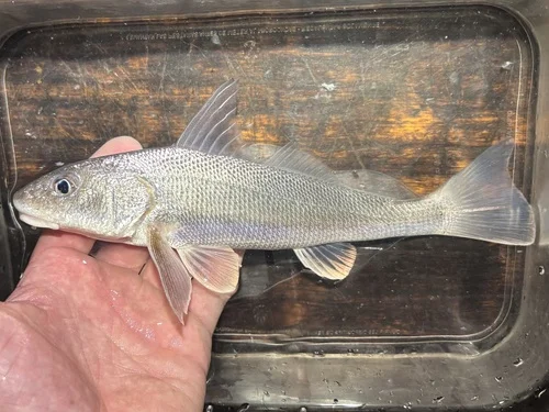 Gulf Kingfish