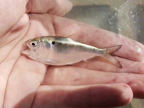 Gulf Menhaden