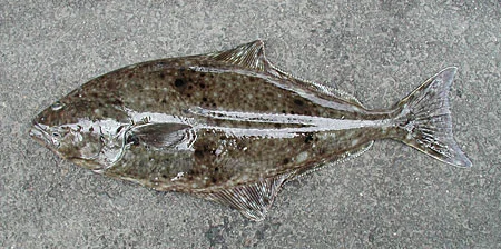 Pacific Halibut