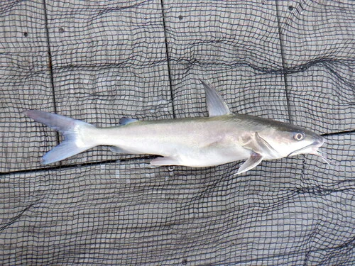 Hardhead Catfish