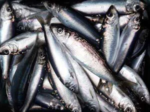 Pacific Herring