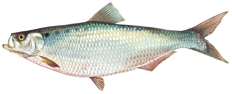 Hickory shad