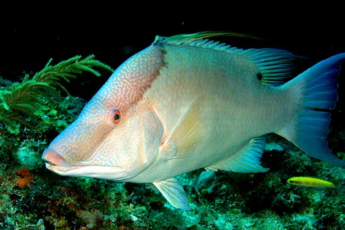 Hogfish