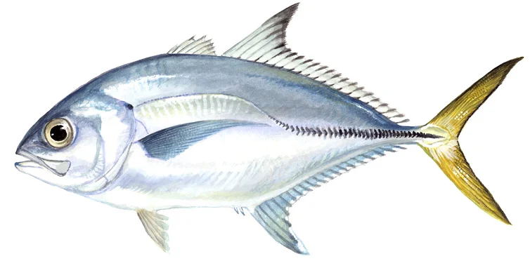 Horse-Eye Jack
