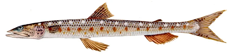 Inshore Lizardfish