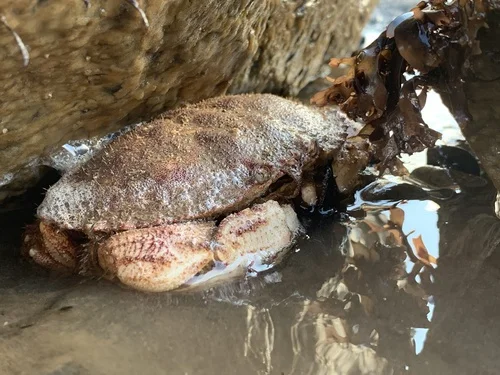 Jonah Crab