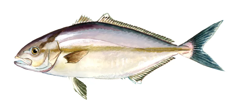 Lesser Amberjack