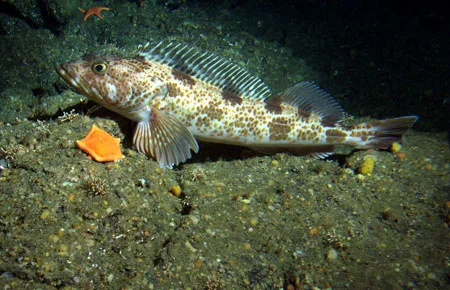 Lingcod