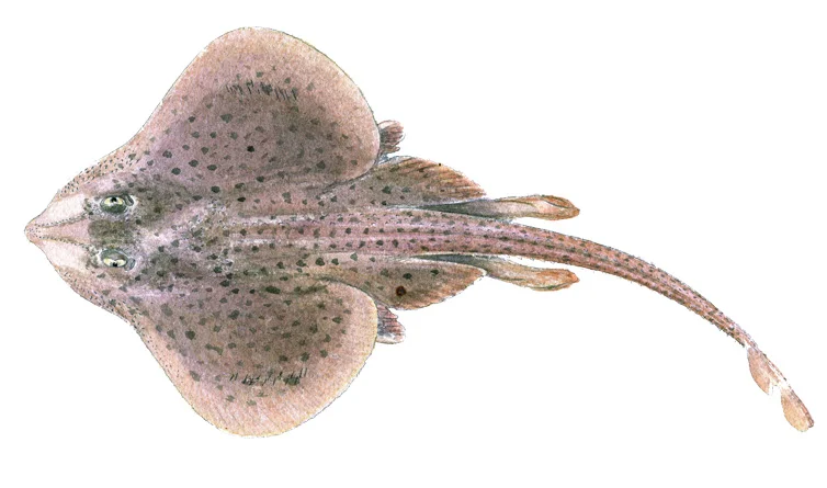 Little Skate