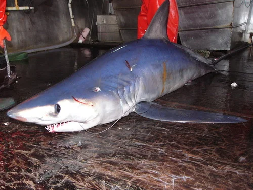 Longfin Mako