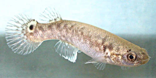 Mangrove rivulus