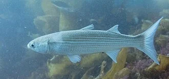 Mullet