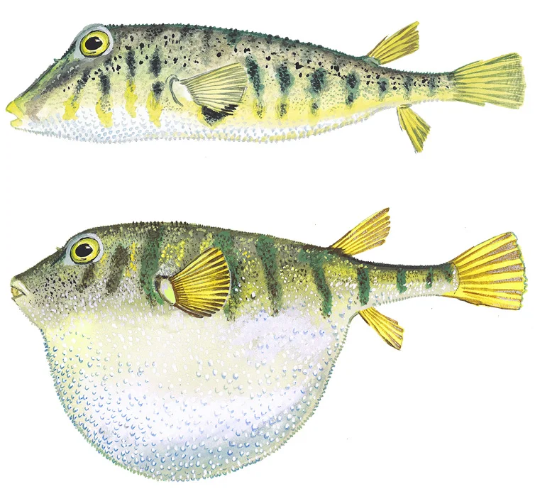 Northern Puffer