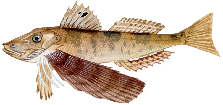 Northern Searobin