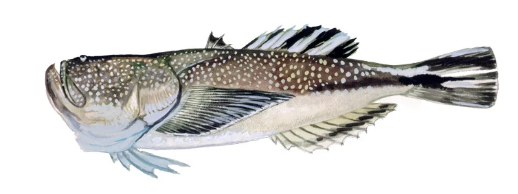 Northern Stargazer