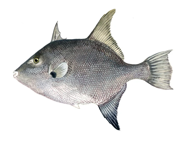 Ocean Triggerfish