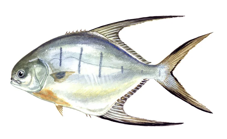 Palometa