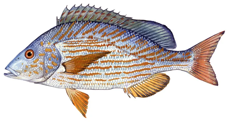 Pigfish