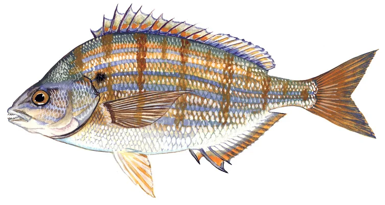 Pinfish