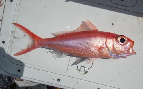 Queen Snapper
