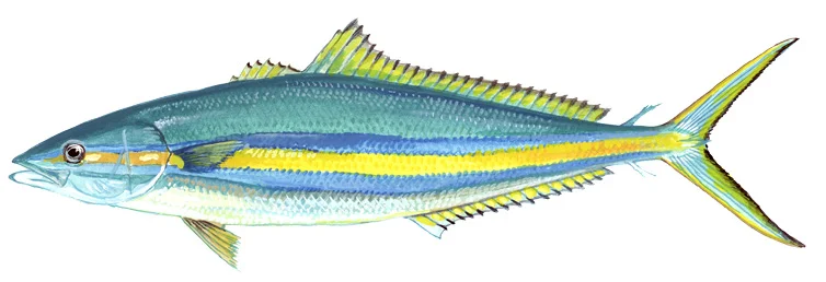 Rainbow Runner