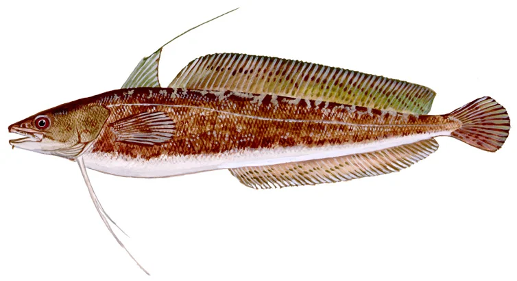 Red Hake (Ling)