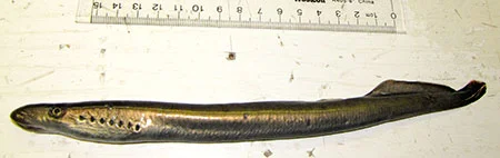 Western River Lamprey