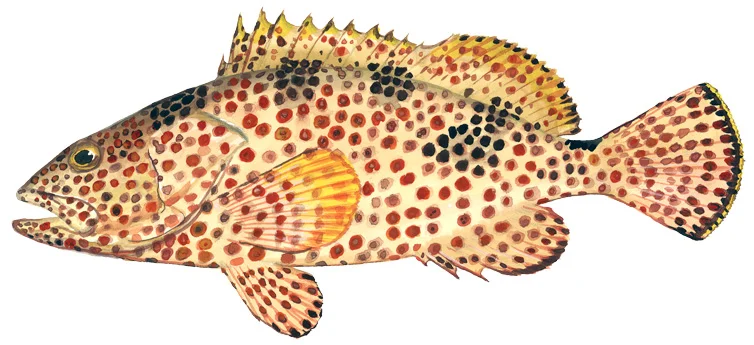Rock Hind