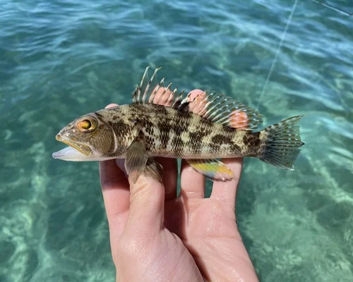 Rock Sea Bass