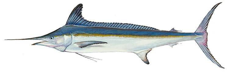 Roundscale Spearfish