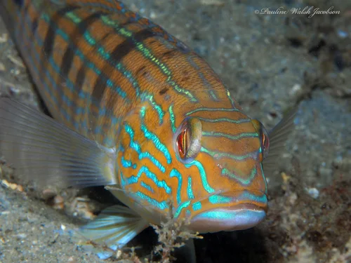 Sand Perch