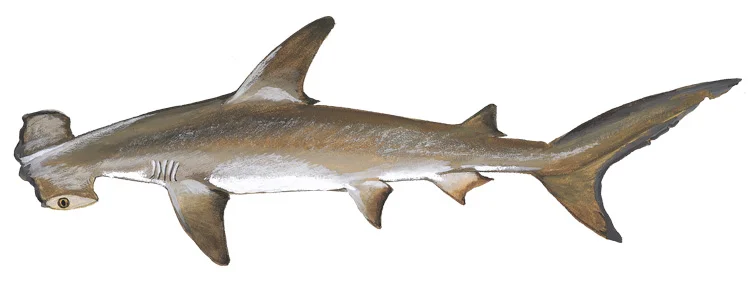 Scalloped Hammerhead Shark