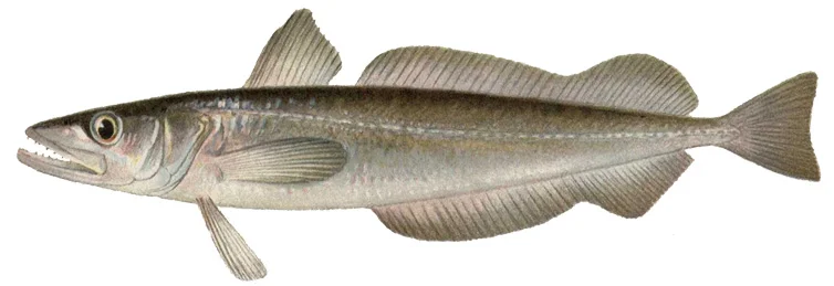 Silver Hake