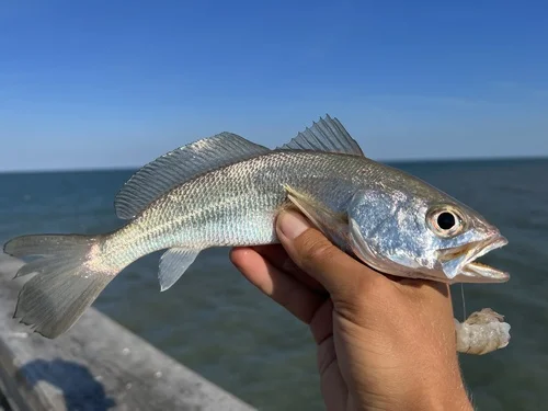 Silver Seatrout