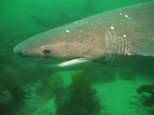 Sixgill Shark