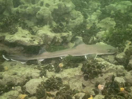 Smooth Dogfish