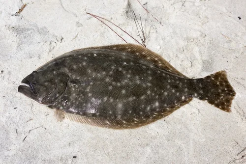 Southern Flounder
