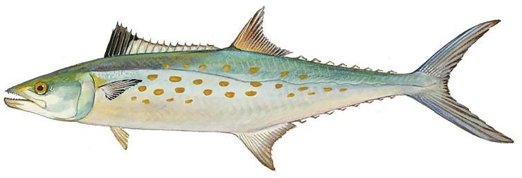Spanish Mackerel