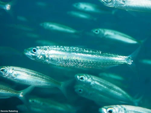 Spanish Sardine