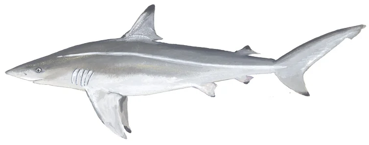 Spinner Shark