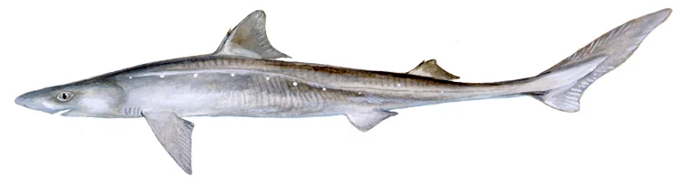 Spiny Dogfish